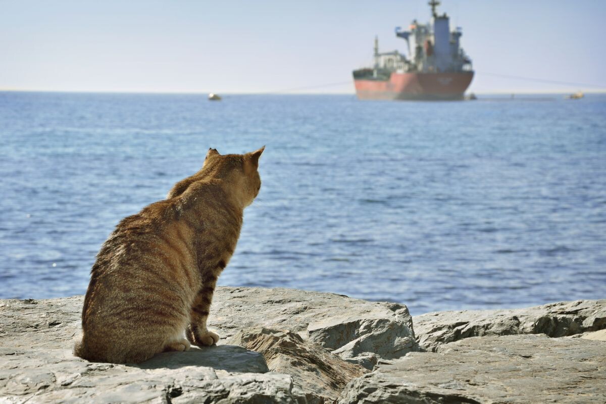 Кошка на берегу смотрит на корабль
