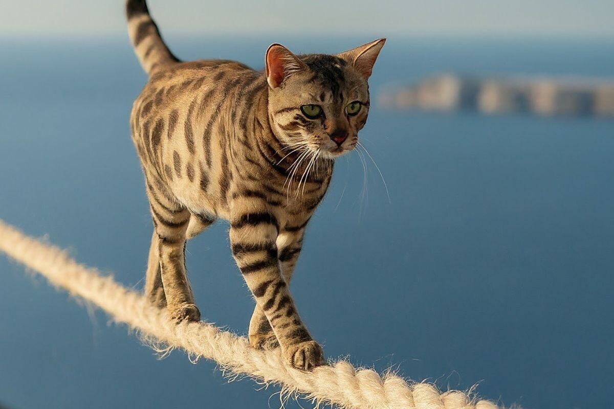 Кот идёт по канату