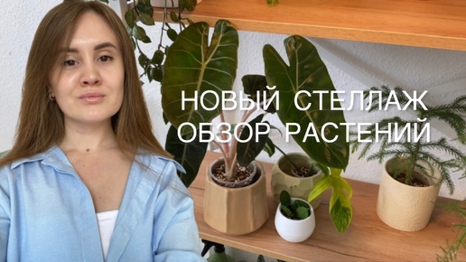 Новый стеллаж и большой обзор растений