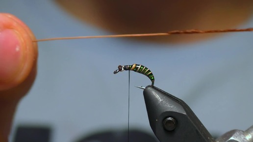 Caddis Pupa. Куколка Ручейника