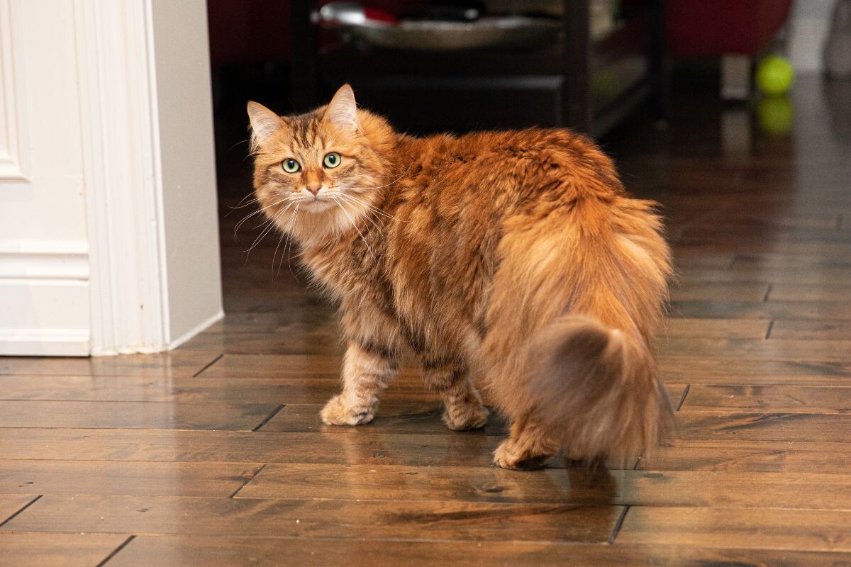Сибирская кошка
