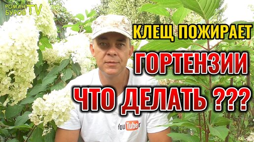 🕷️ Паутинный клещ: угроза вашим гортензиям! Как его победить?🚫 Спасайте гортензии! Узнайте, как бороться с паутинным клещом!