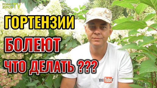 🌸Чем болеет гортензия в саду и как с этим бороться? Как защитить и вылечить гортензию от болезней.