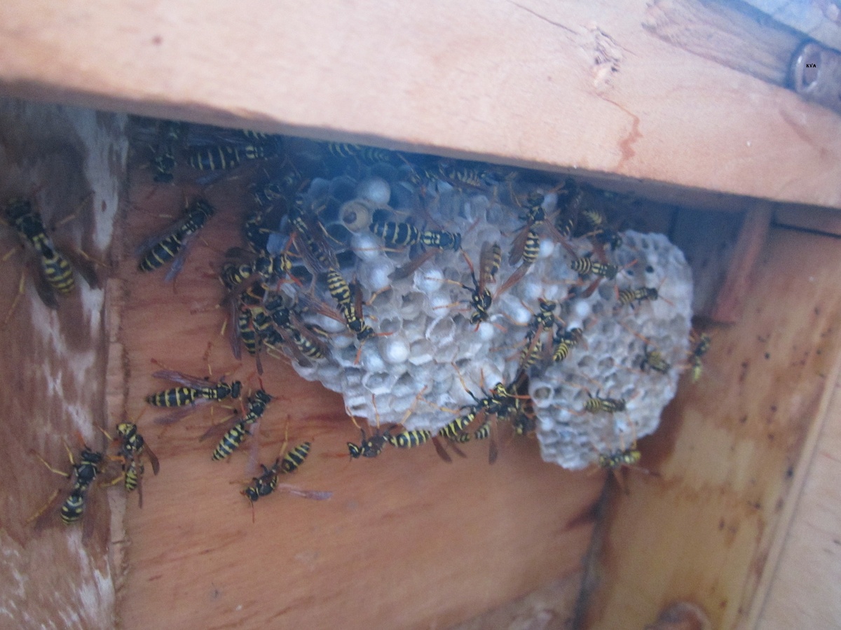 Осы на страже гнезда. Если прикоснуться к нему, они могут атаковать.