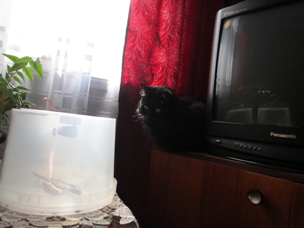 Небольшой контейнер со старым осиным гнездом и молодой самкой.