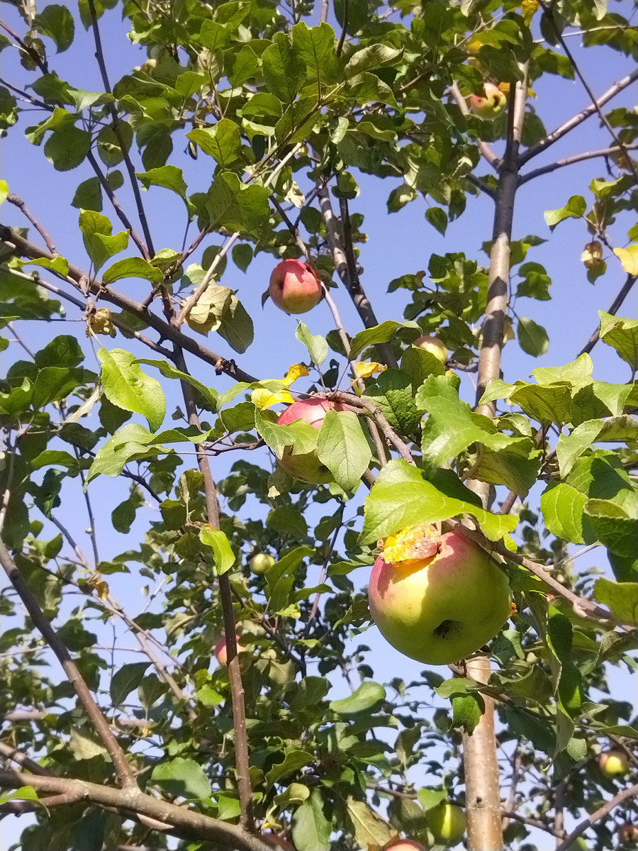 Сытый август 🍏🍎