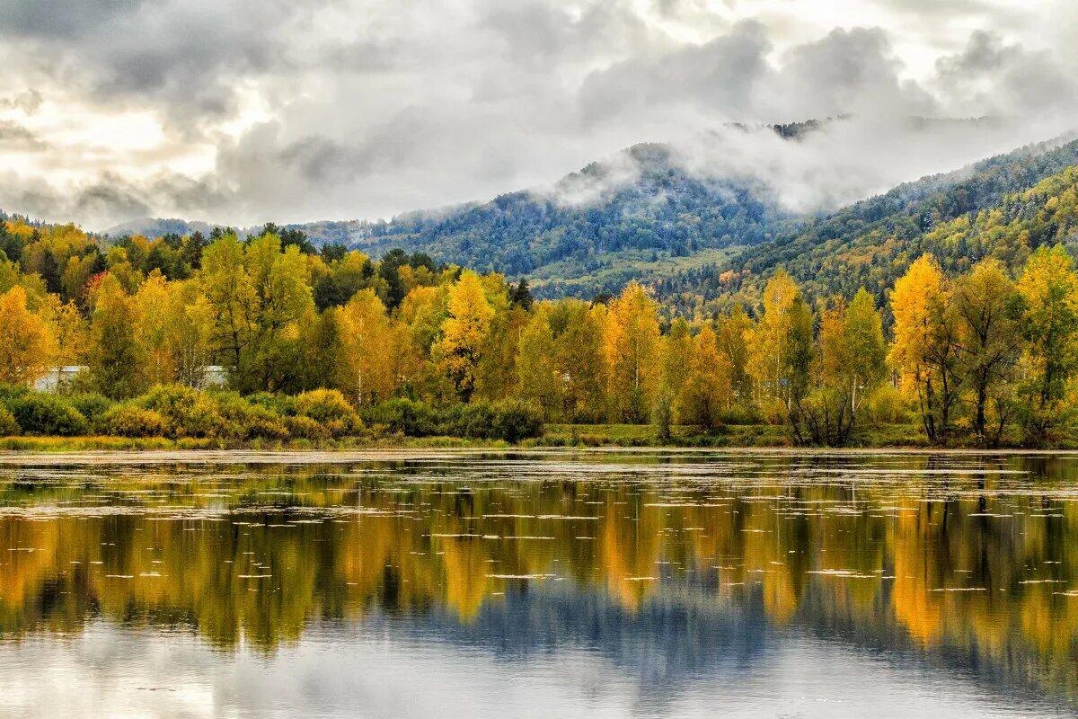 Манжерок осенью