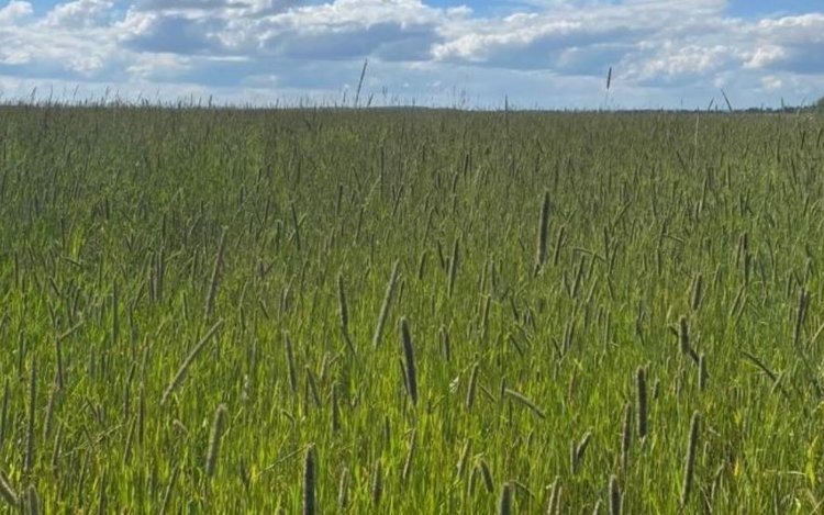    Площадь семенных посевов многолетних трав в Свердловской области увеличена более чем на 8 процентов