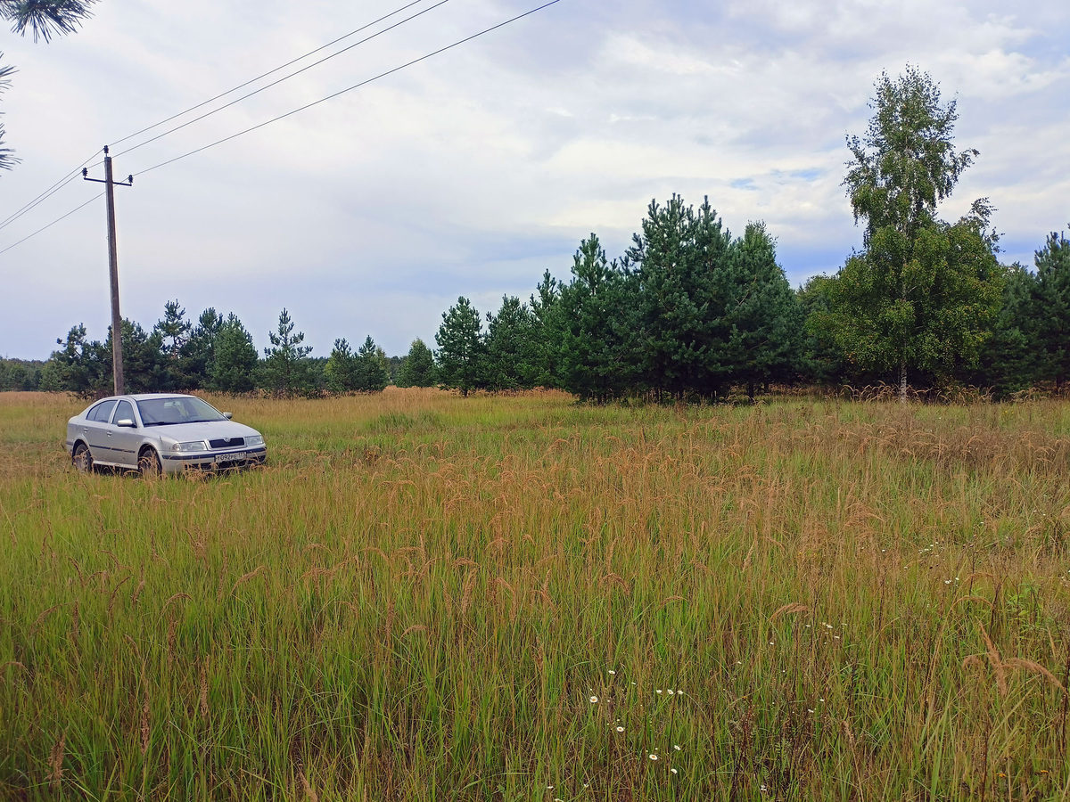 Наша машина в рыжиках