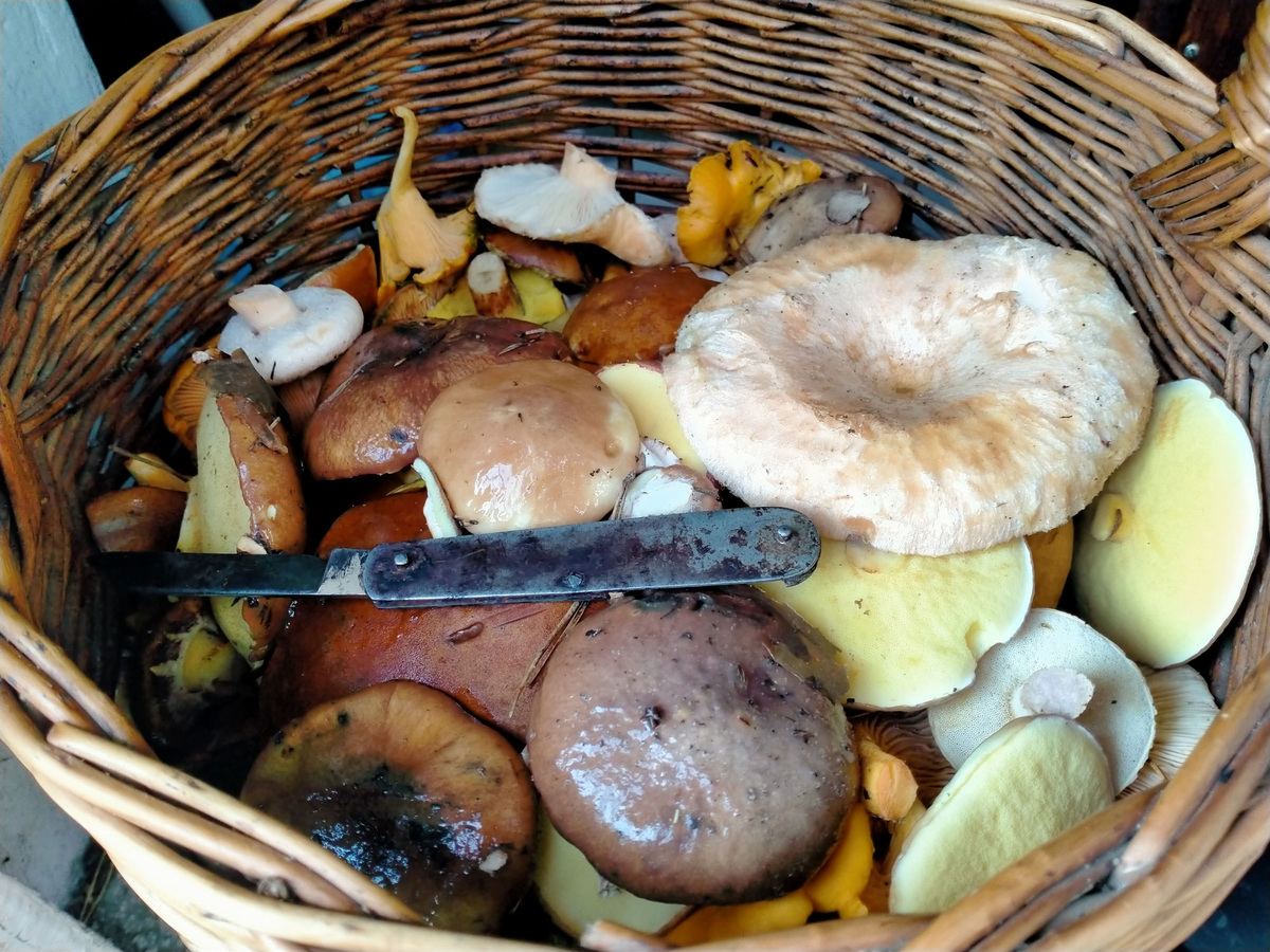 Корзинка с грибами