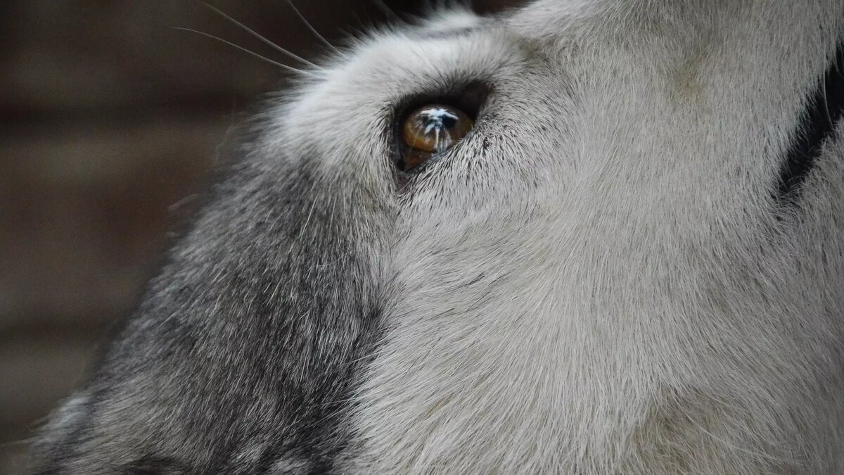     Источник: 1MI