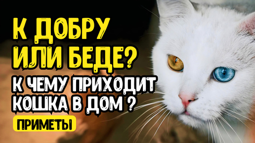 К чему приходит кошка в дом? К добру или беде? Народные приметы и суеверия