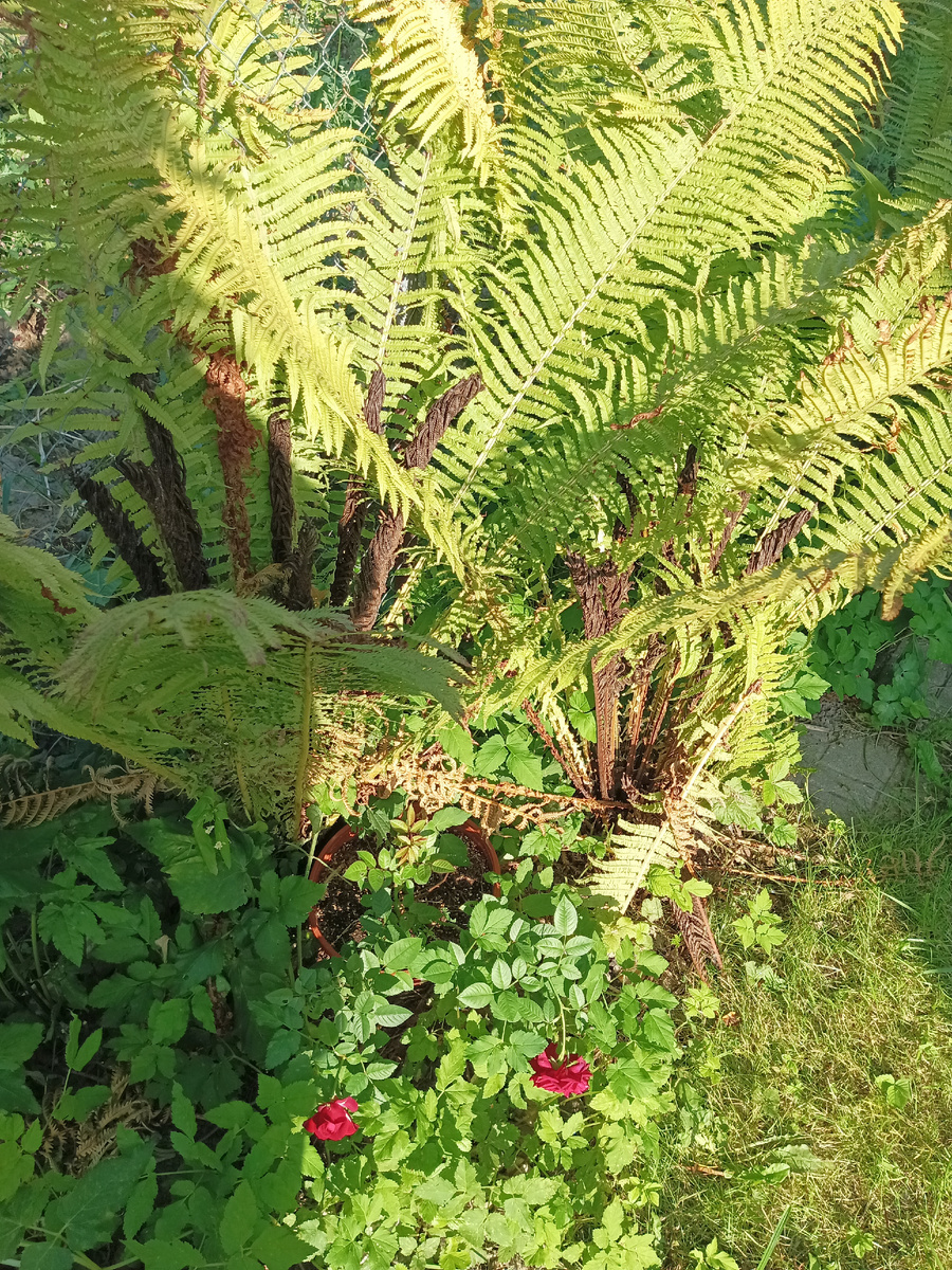 Спряталась, моя красавица