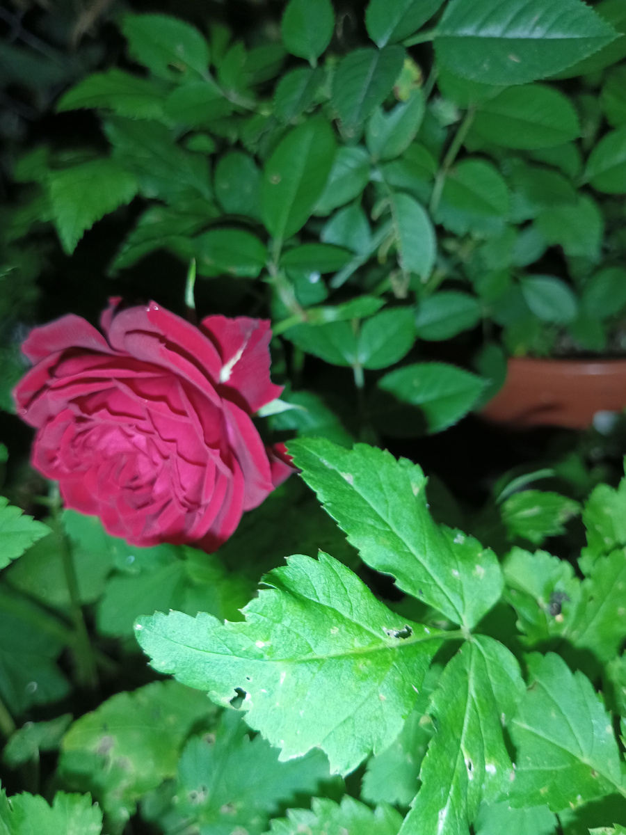 Выросла в 3 раза крупнее, чем была в магазине