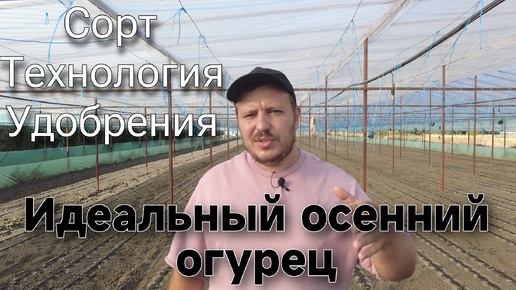 Посадка огурца на осень|Суперинтенсивная технология