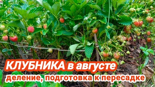 Клубника совсем Заросла, пора её Омолодить 🍓 Делим кустики и Готовим посадочный материал к Пересадке