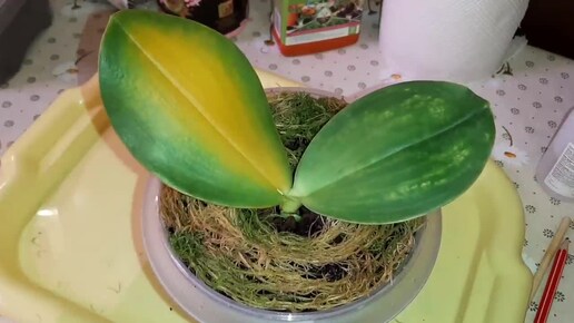 У Орхидеи Желтеют Листья | Phal. Pylo's Decorated Canary