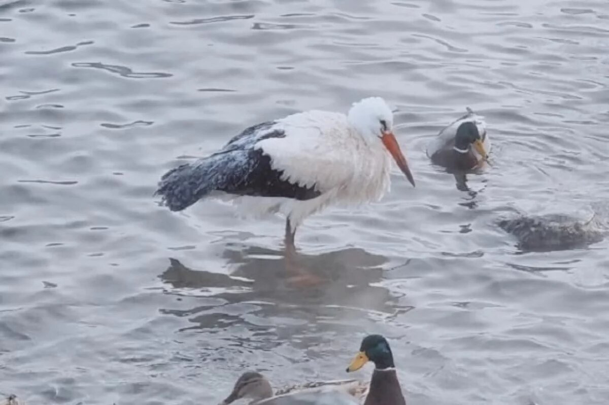    На Украине во время учебного полета из-за аиста разбился пилот