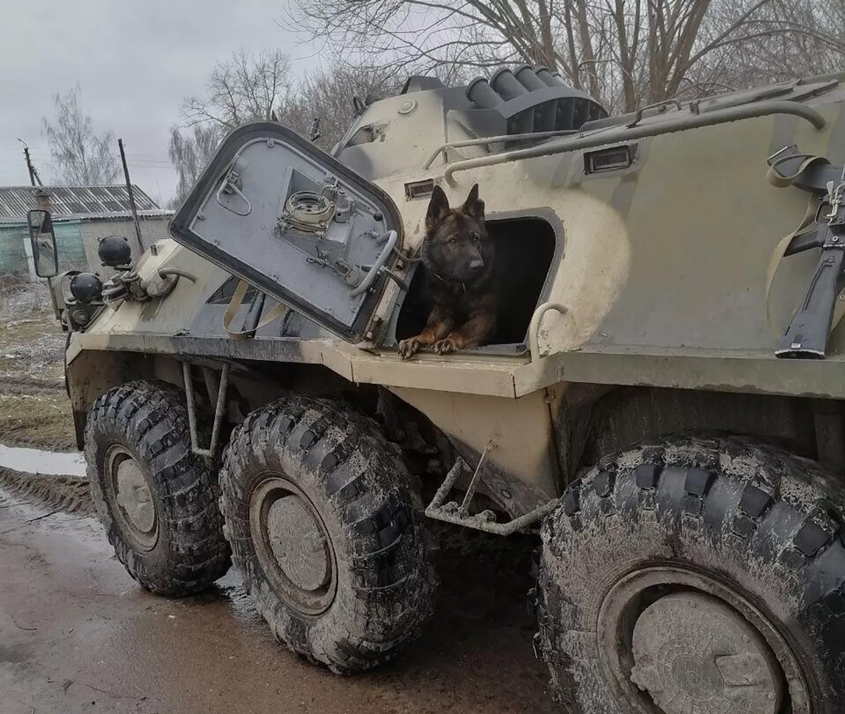 Сапёры и служебная собака в Мариуполе. © Фото: «Четвероногие солдаты» 