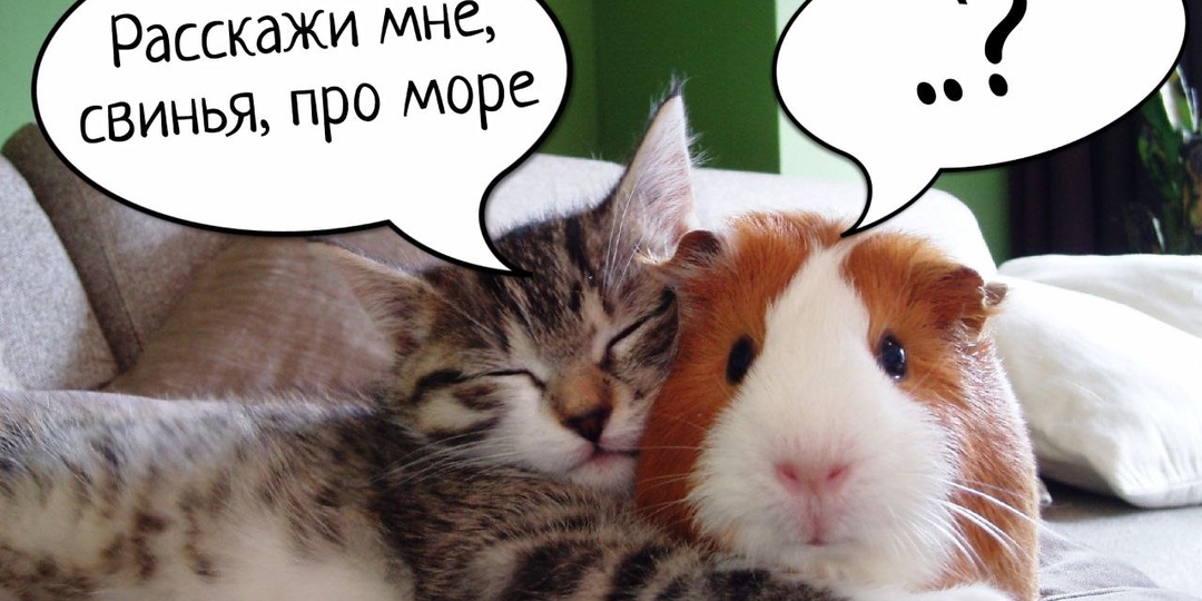 Почему морские свинки так называются, если они не имеют отношения ни к свиньям, ни к морю?