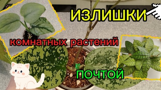 /Излишки комнатных растений почтой/