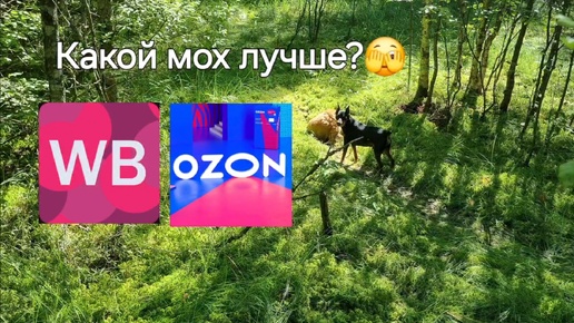 На каком маркетплейсе мох лучше?