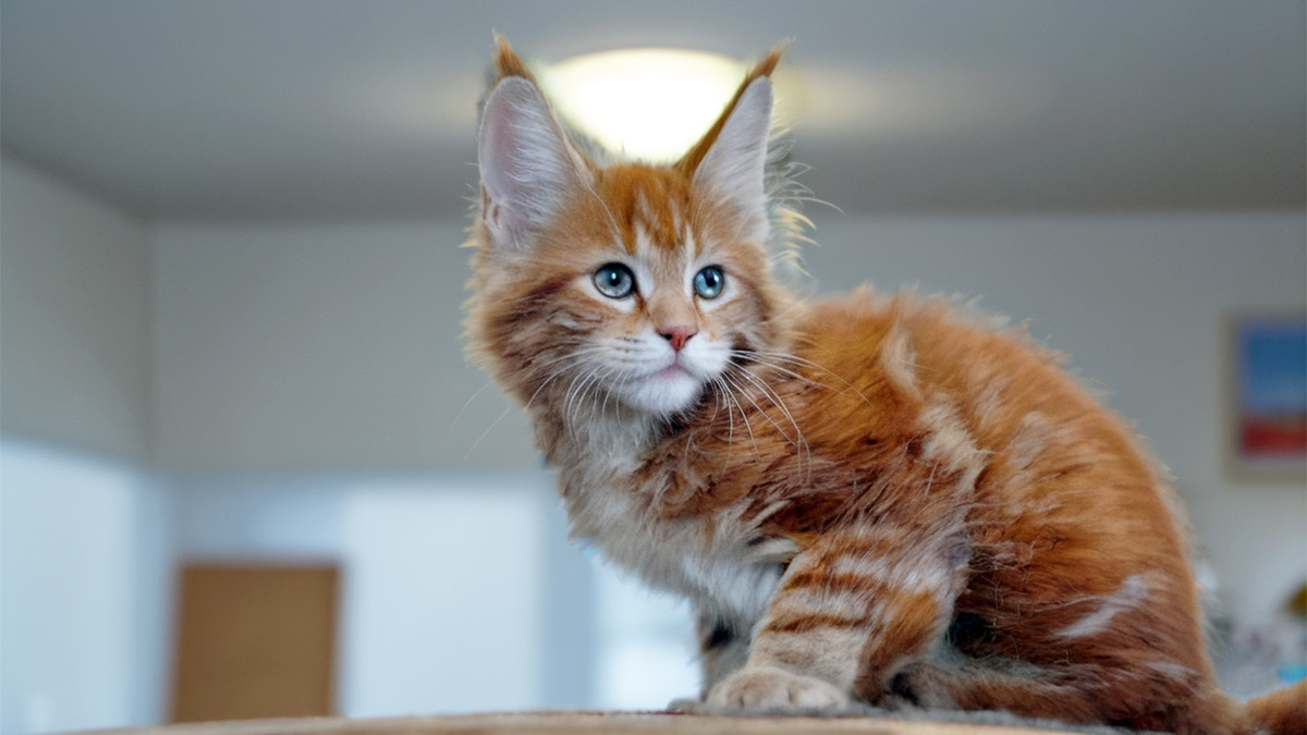 — Не хочу больше этого кота! Он царапается! — Слава вытянул руку, украшенную тремя тонкими розовыми полосочками. Нина Петровна всплеснула руками, папа Валера пожал плечами — на то он и кот!-2