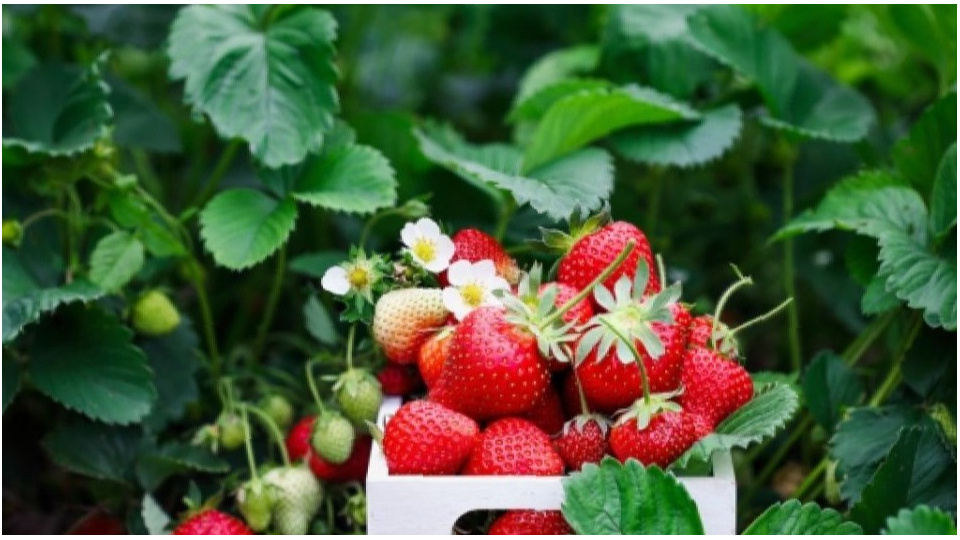 Вот так выглядит клубника, которую хорошо покормили осенью