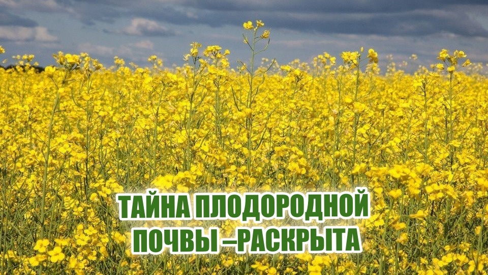Глянь-ка, красота какая! А ведь это не просто цветочки, а настоящая природная аптека для нашей землицы.