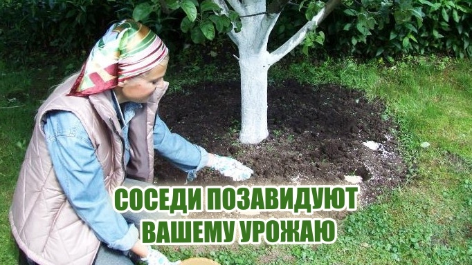 Подкормка деревьев - дело простое, но важное для будущих плодов