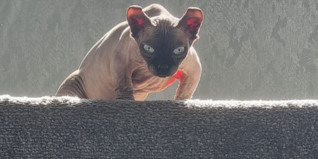 Коты-бульдоги (Bully Cat): милые питомцы или жертвы селекции?