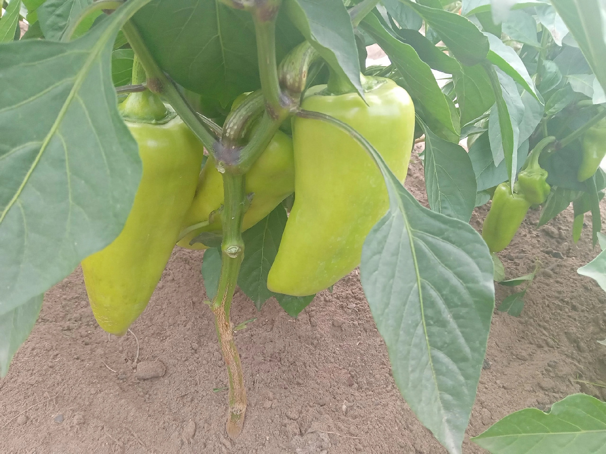 К концу августа рекомендуется укрыть перцы под пленку