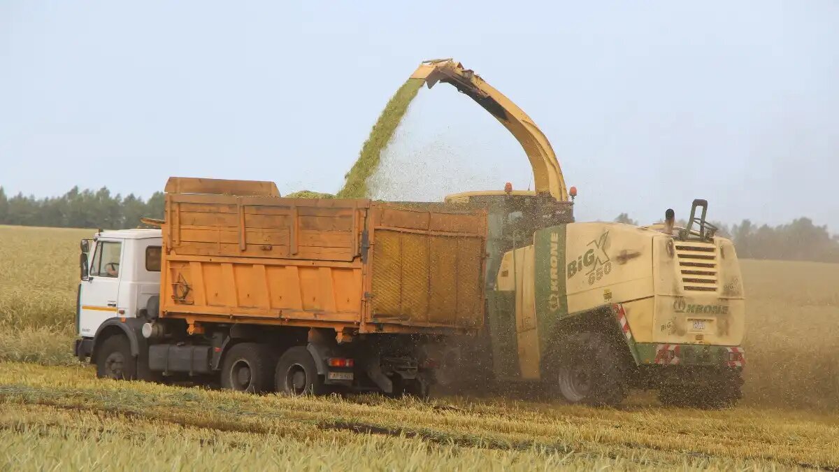 Фото: © Артем Борисов / Glavpahar.ru Заготовка зерносенажа кормоуборочным комбайном Krone BiG X