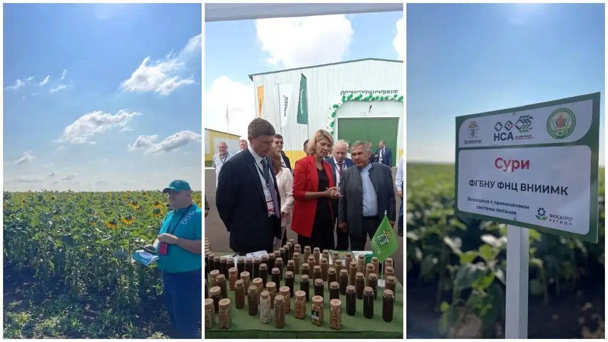 Фото:пресс-служба ВНИИМК Оксана Лут оценила гибриды подсолнечника ВНИИМК на форуме Русское поле-2024