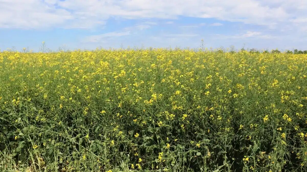 Фото:© Владимир Исаенко / Glavagronom.ru В России урожай рапса в 2024 году достигнет 5 млн тонн