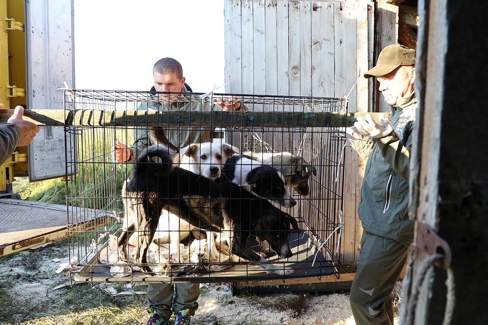    37 собак привезли в Подмосковье из приюта в Курской области REUTERS