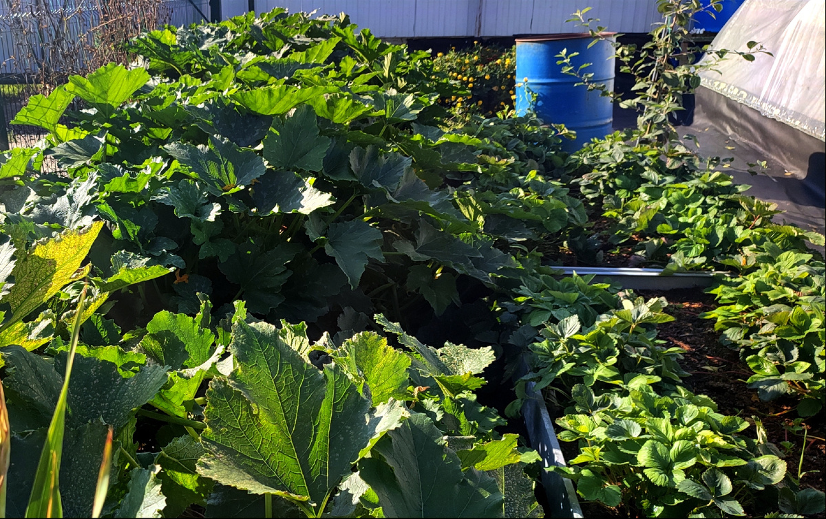 Кабачки бы еще плодоносили и плодоносили, но им не повезло