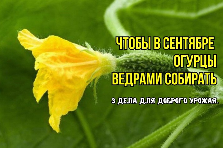 Огурцы в сентябре "завалят" урожаем, будут ровными, сочными, хрустящими и крупными - 3 дела. И быстро созреют: агрономы советуют