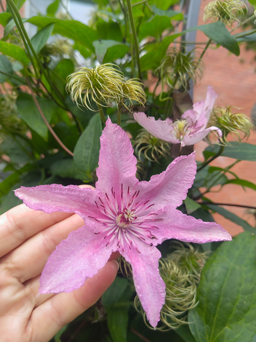 Одинокая звездочка" Хегли Хибрида"гордо сияет в окружении нарядных завитушек с семенами.