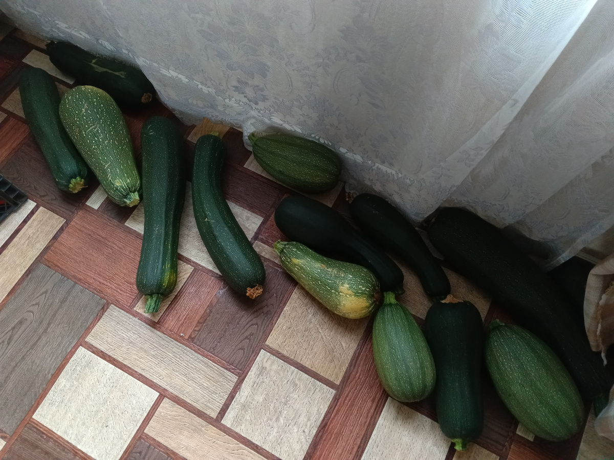 фото автора: складирую кабачки