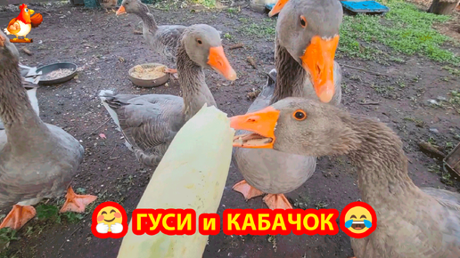 Ландские гуси кусают зубами кабачок 🪿🪿🪿 Кормление гусей кабачками ❣️🤗🥰