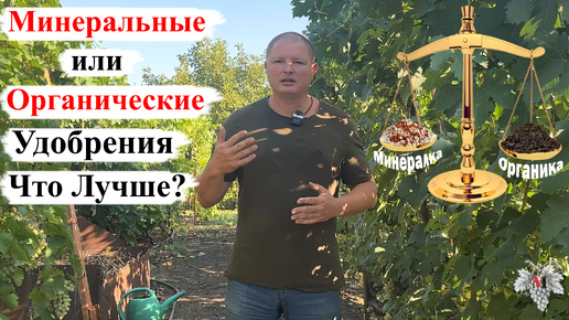 Какие УДОБРЕНИЯ ЛУЧШЕ для ВИНОГРАДА – ОРГАНИЧЕСКИЕ или МИНЕРАЛЬНЫЕ?