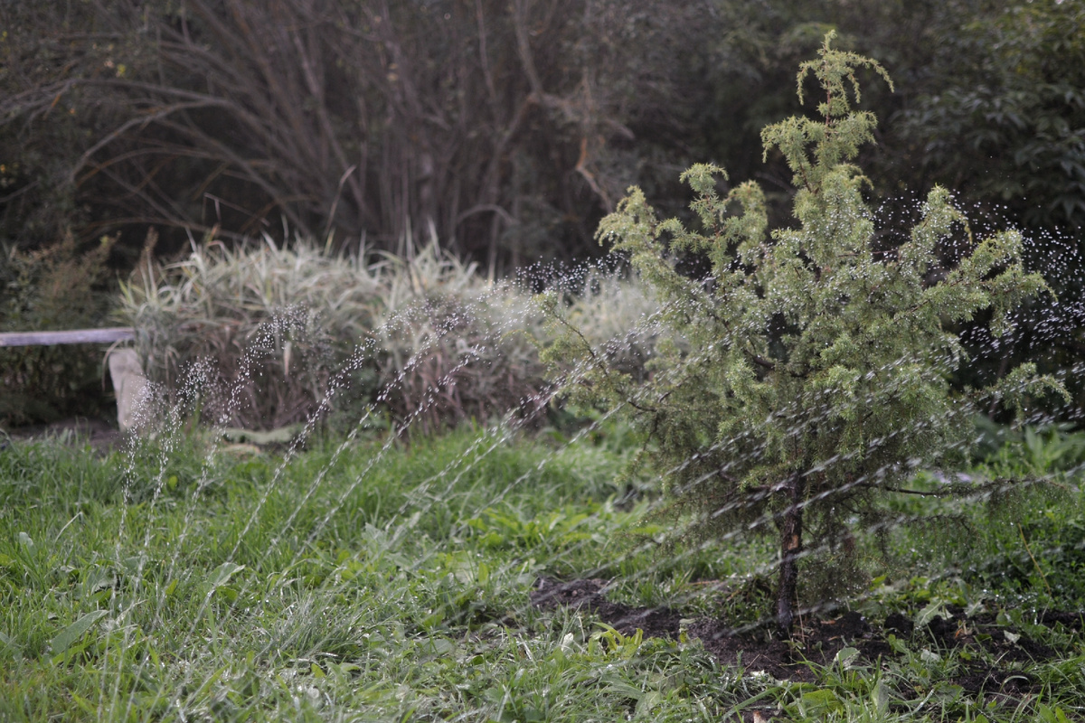 Можжевельник уже в моем саду