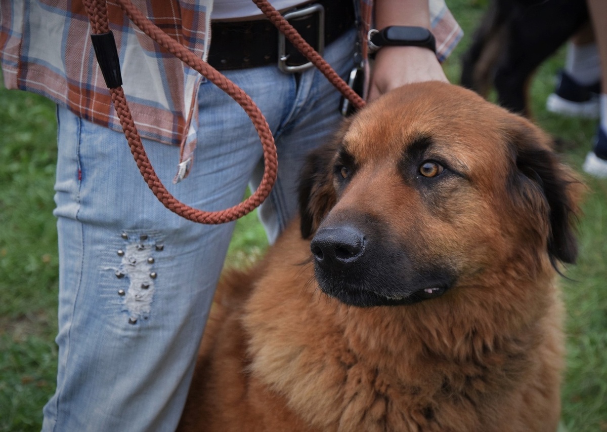 Вещий Гамаюн Ульяна