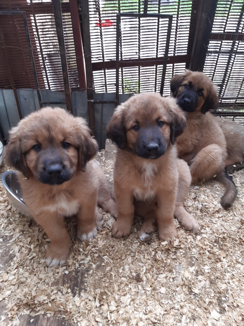 Лиза и Катя (на заднем плане Клёпа)