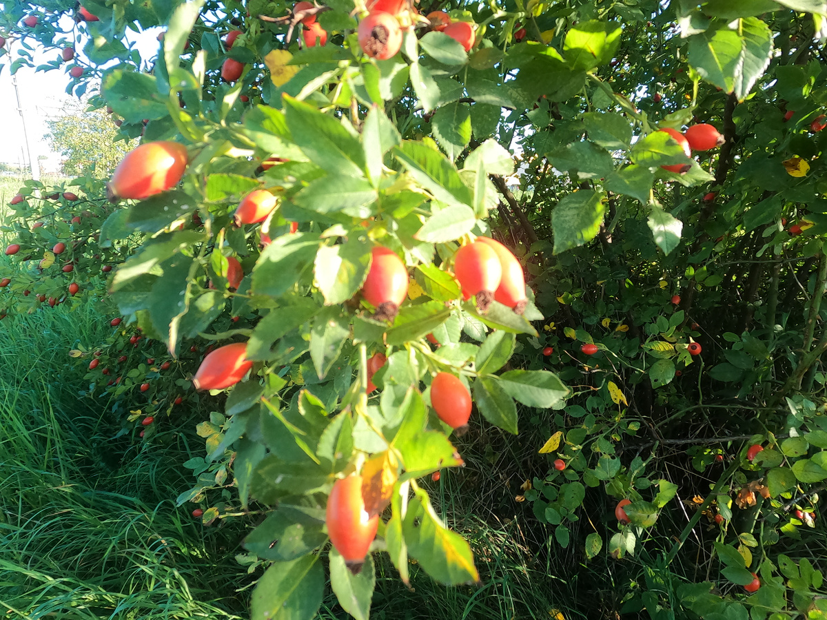 Выведение новых сортов плодовых культур
