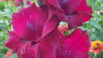 Мой сад❤️🌺