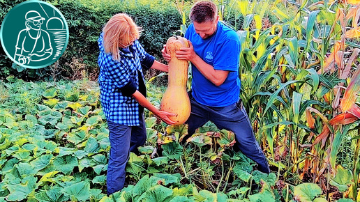 🎃 Мускатная тыква от посадки до уборки урожая 🌿 Выращивание тыквы по технологии Гордеевых