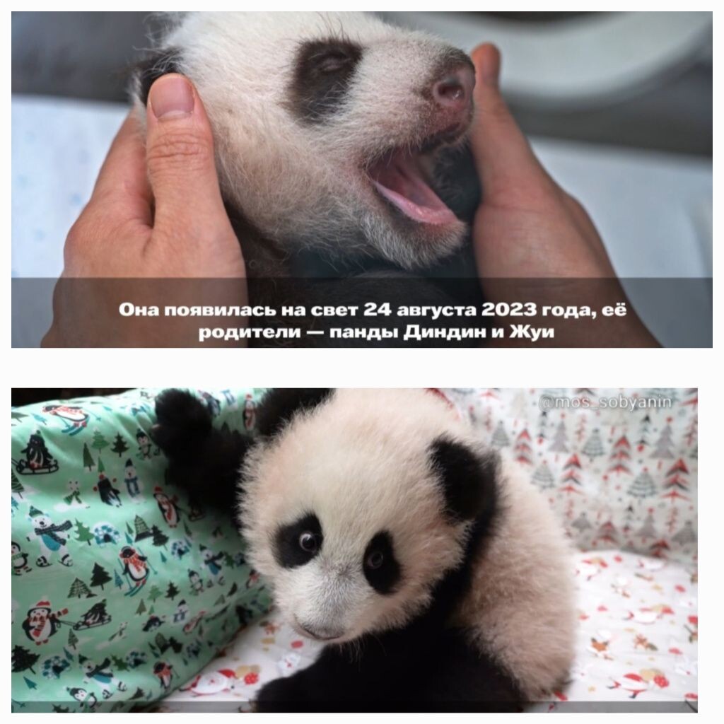 Катюша. Источник: t.me/svetlanaakulova1 Автор фото: Скриншот видео📷
