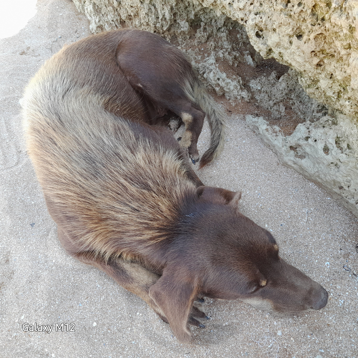 Её зовут Найда 